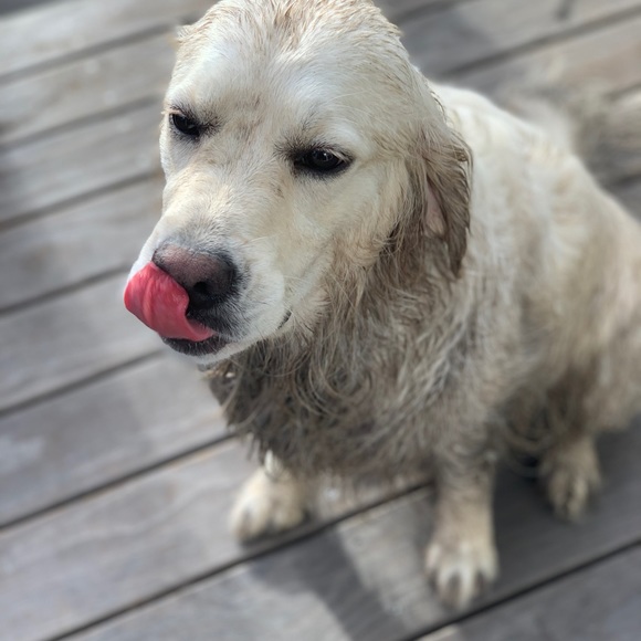 Meet your Posher, Jennie - Picture 3 of 3